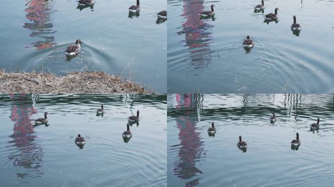 大雁鸿雁在水中游动大雁群奥林匹克森林公园