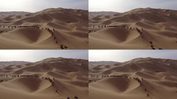 骆驼转场 阿拉善骆驼 沙漠   骆驼视频