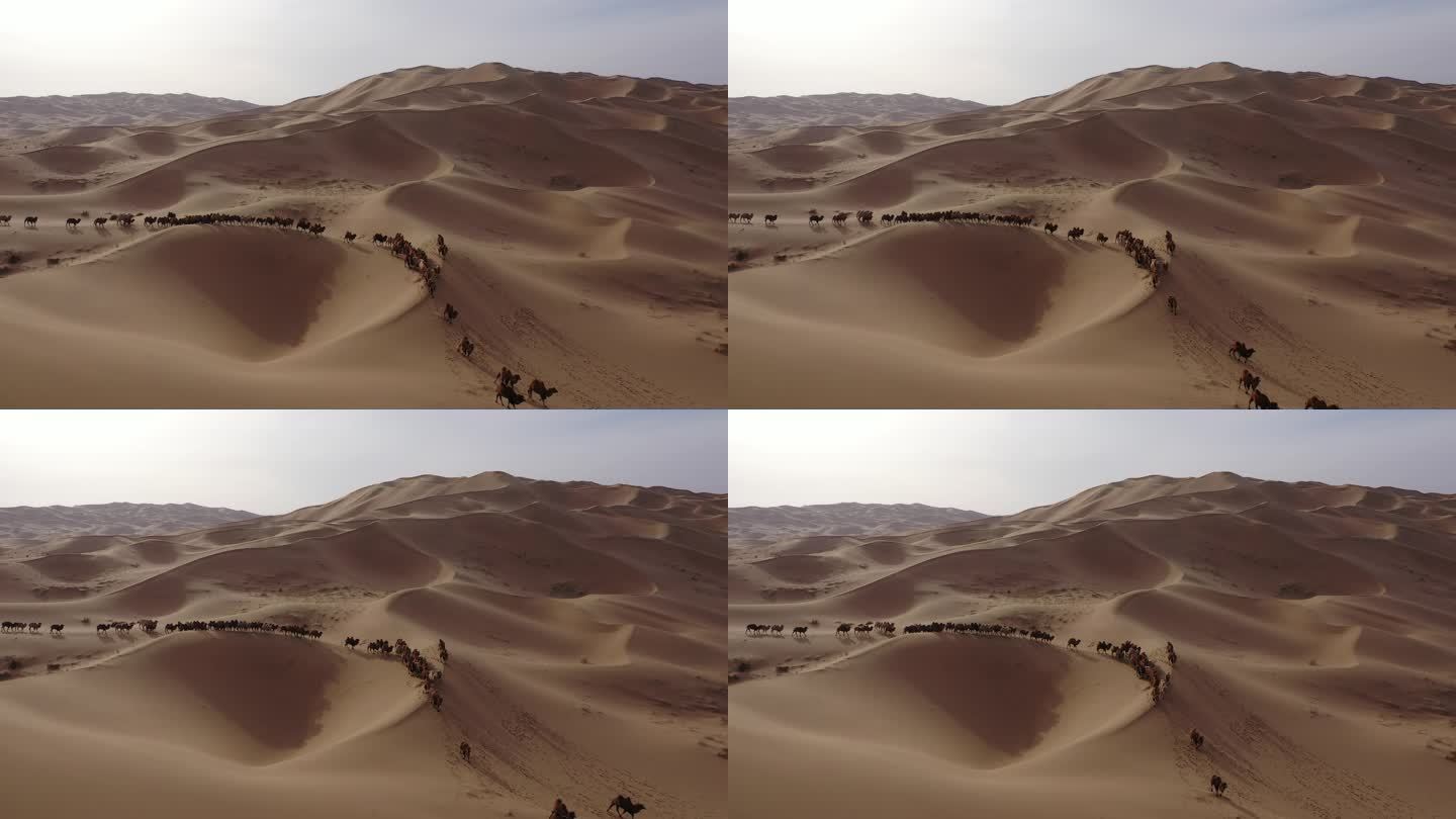 骆驼转场 阿拉善骆驼 沙漠   骆驼视频