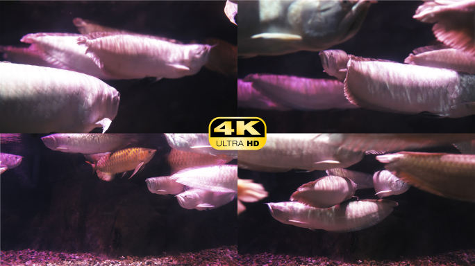 4K银龙鱼金龙鱼实拍素材