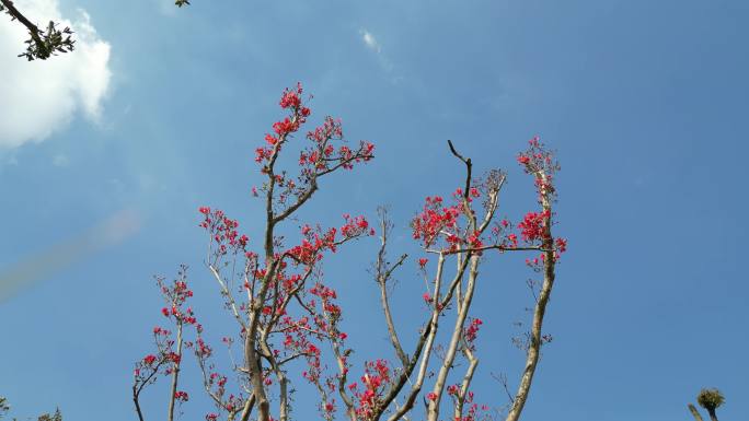 蓝天下的红花意境树枝