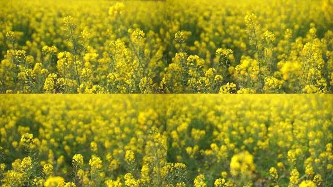 油菜花特写油菜花田蜜蜂花朵采蜜