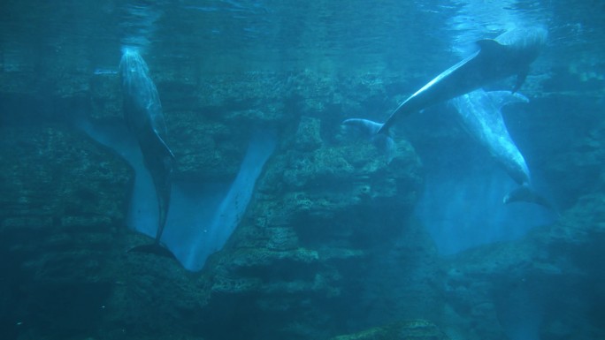 花鲸和海豚在水下游动玩耍鲸豚兽灰海豚