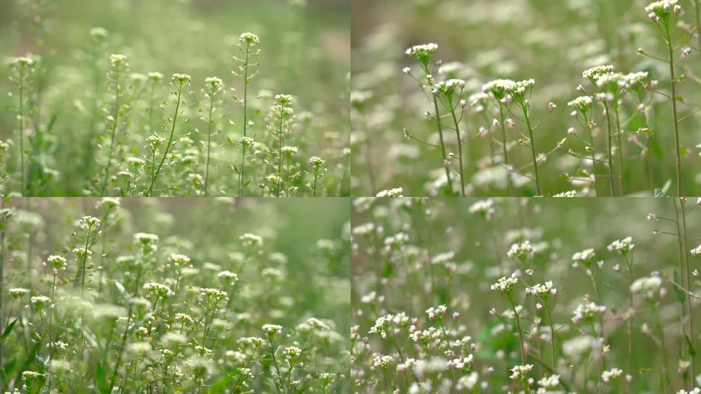 春天盛开的荠菜花