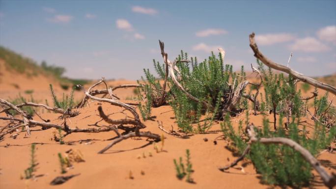 沙漠 沙漠植物 荒漠植物 梭梭树