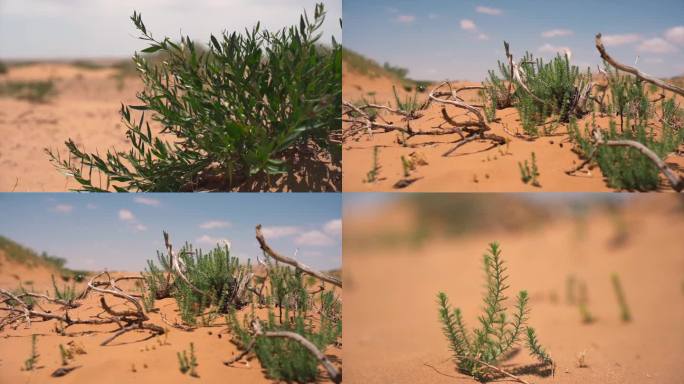 沙漠 沙漠植物 荒漠植物 梭梭树