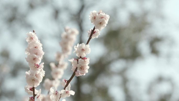 梅花 白色