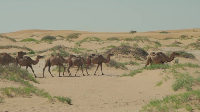 沙漠骆驼 驼队 丝绸之路