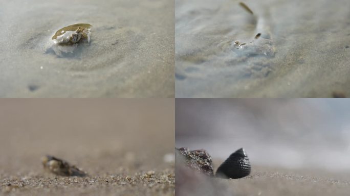 海边动物螃蟹贝壳海螺