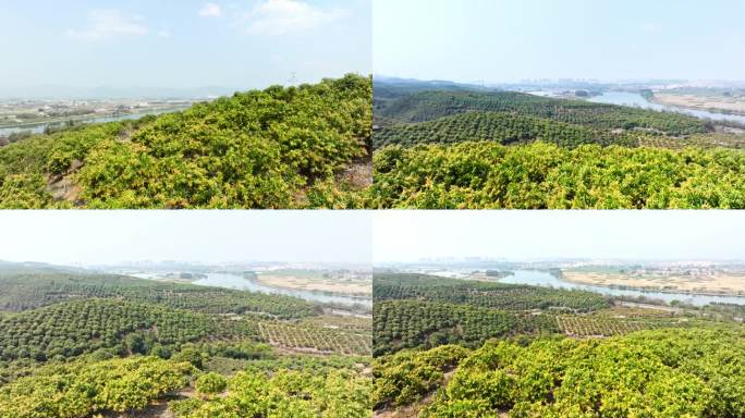 右江边的芒果山 芒果花