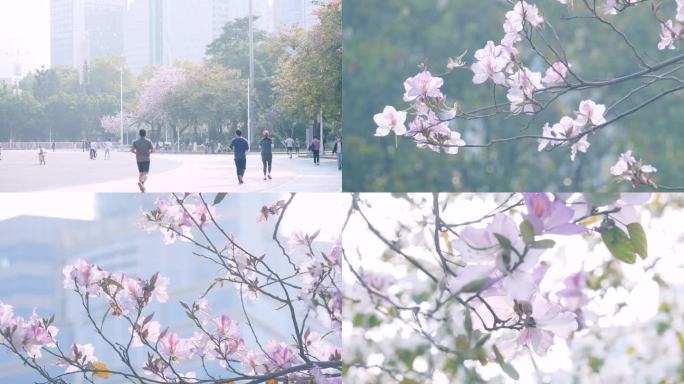 广州天河宫粉紫荆，春天城市4k视频素材