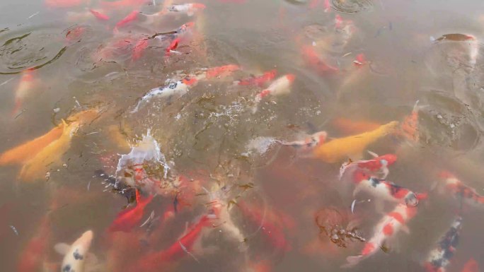 洛邑古城锦鲤池