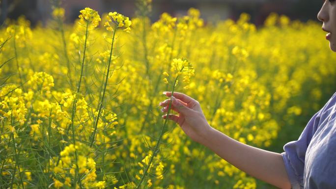 伸手抚摸油菜花