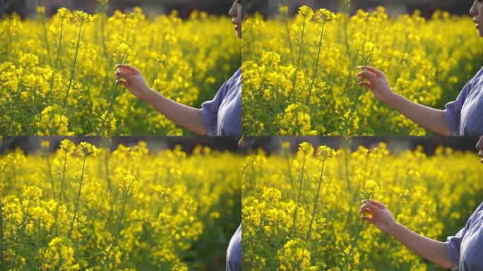 伸手抚摸油菜花