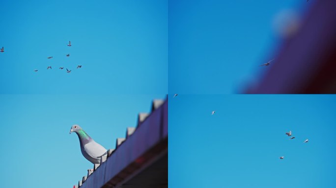 4K合集-天空中自由飞翔的鸽子
