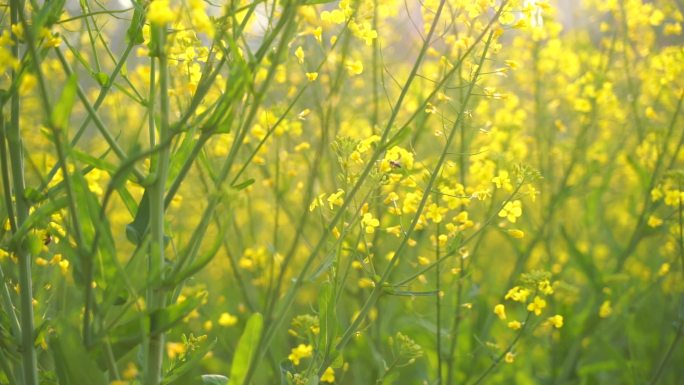 油菜花特写油菜花田蜜蜂花朵采蜜