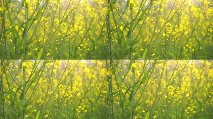 油菜花特写油菜花田蜜蜂花朵采蜜