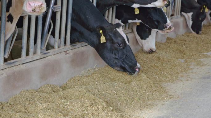 养牛场牛棚奶牛养殖基地奶牛牛舍牛棚圈养