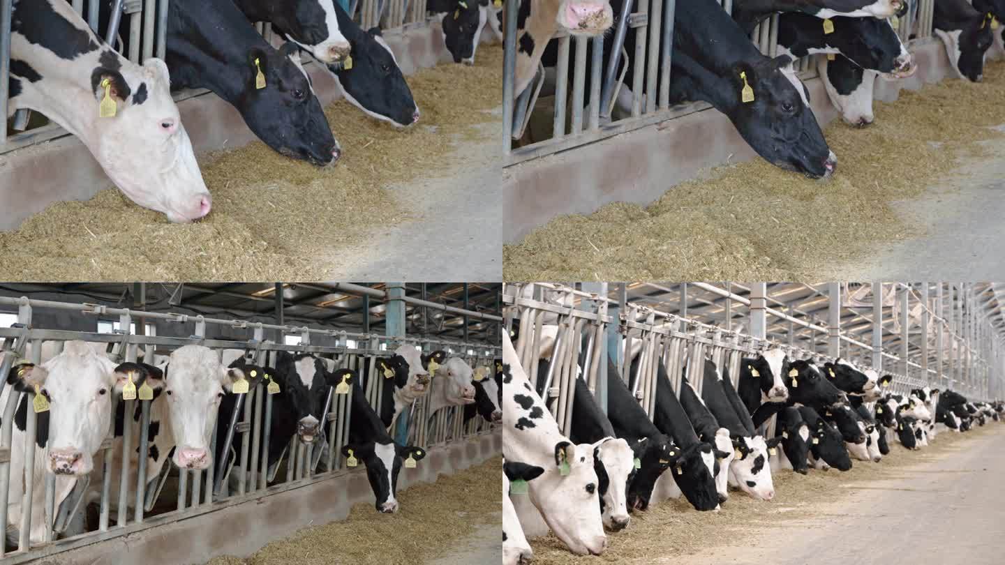 养牛场牛棚奶牛养殖基地奶牛牛舍牛棚圈养