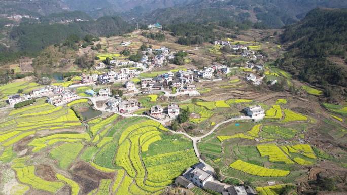 美丽新农村 油菜花