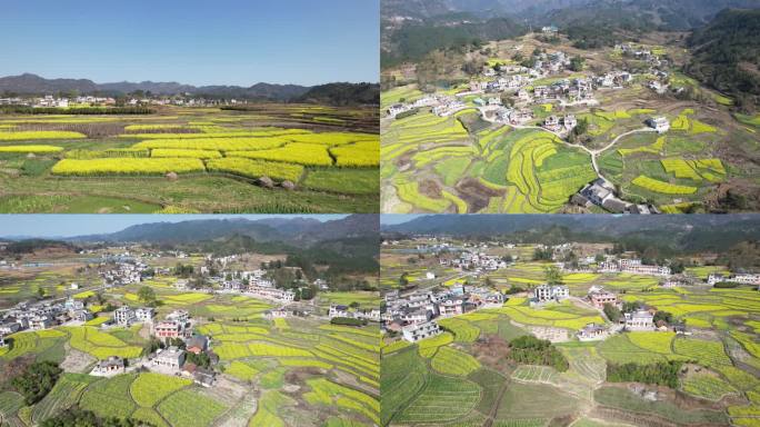 美丽新农村 油菜花