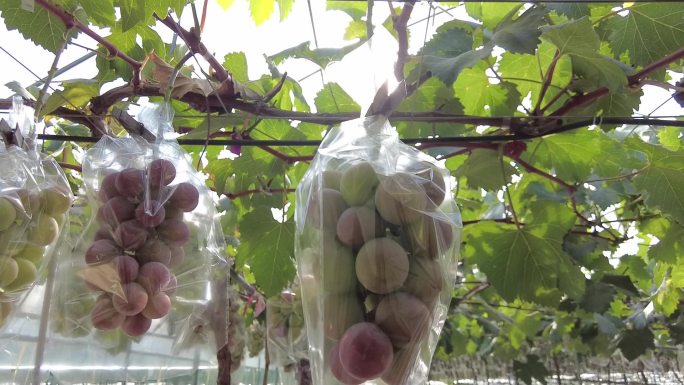农业葡萄种植园实拍素材