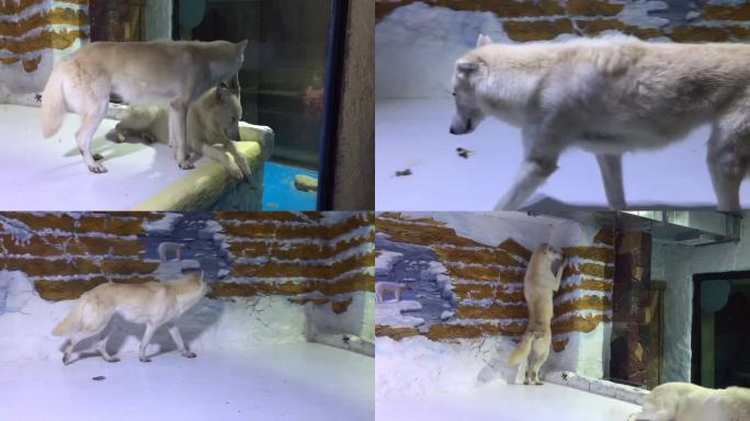 北极狼极地生物白狼北极动物狼睡觉的北极狼