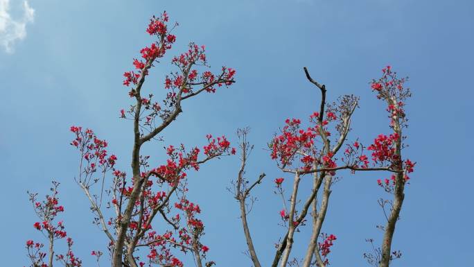 蓝天下的红花意境树枝