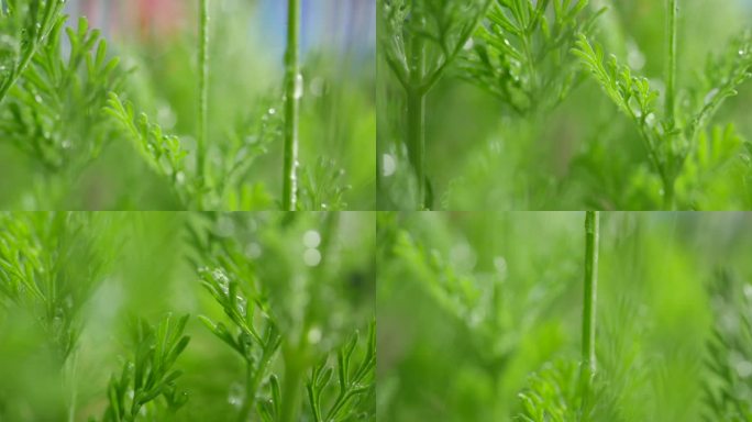 薰衣草 阳光 下雨 唯美 微距特写16