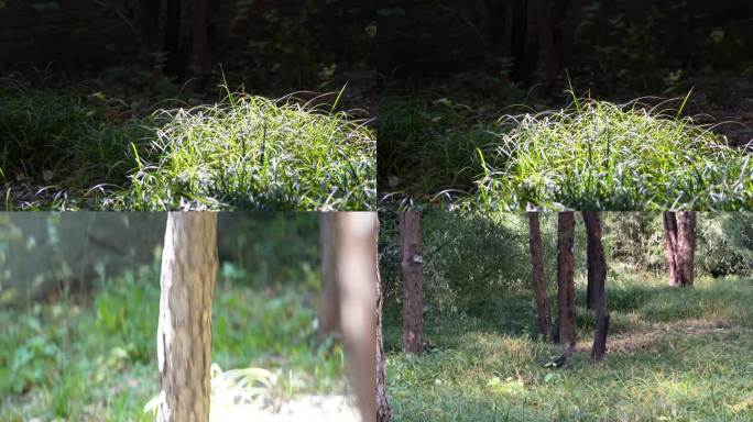 【镜头合集】公园里的魔王松鼠松树宠物野生
