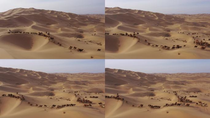 骆驼转场迁徙 天然草原畜牧业 骆驼 驼铃