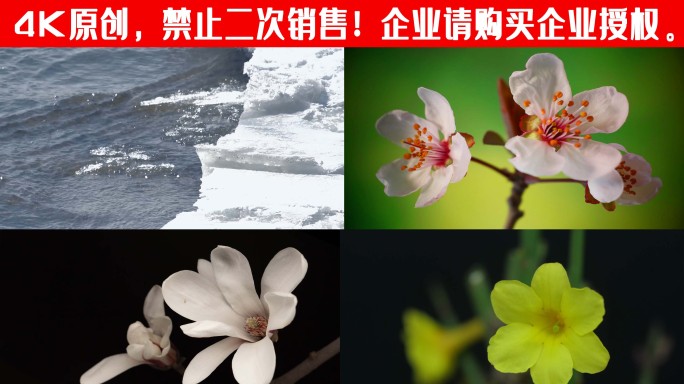 雪融化 春天 发芽 花开 万物苏醒 生长