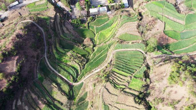 丽江高原山区小麦梯田航拍