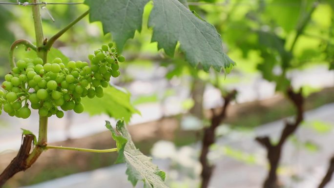 农业葡萄种植园实拍素材