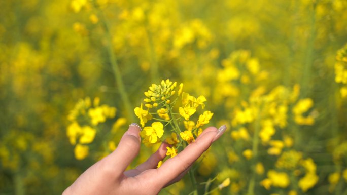 伸手抚摸油菜花