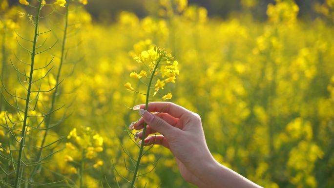 伸手抚摸油菜花