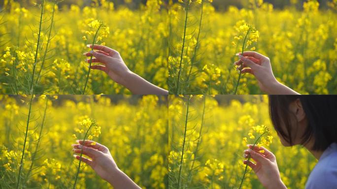 伸手抚摸油菜花