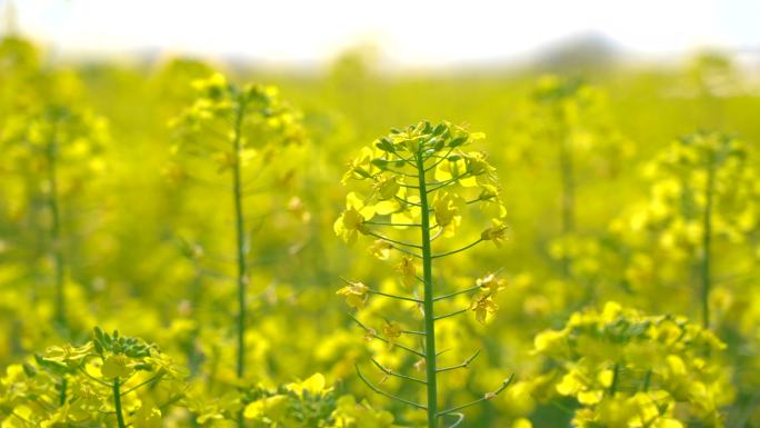 逆光油菜花特写油菜花