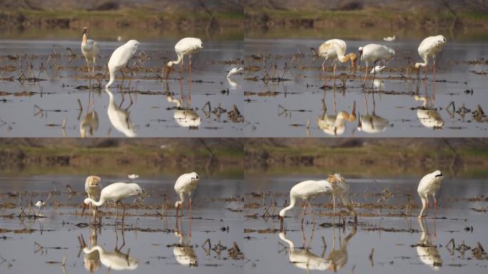 白鹤一家三口在水田觅食