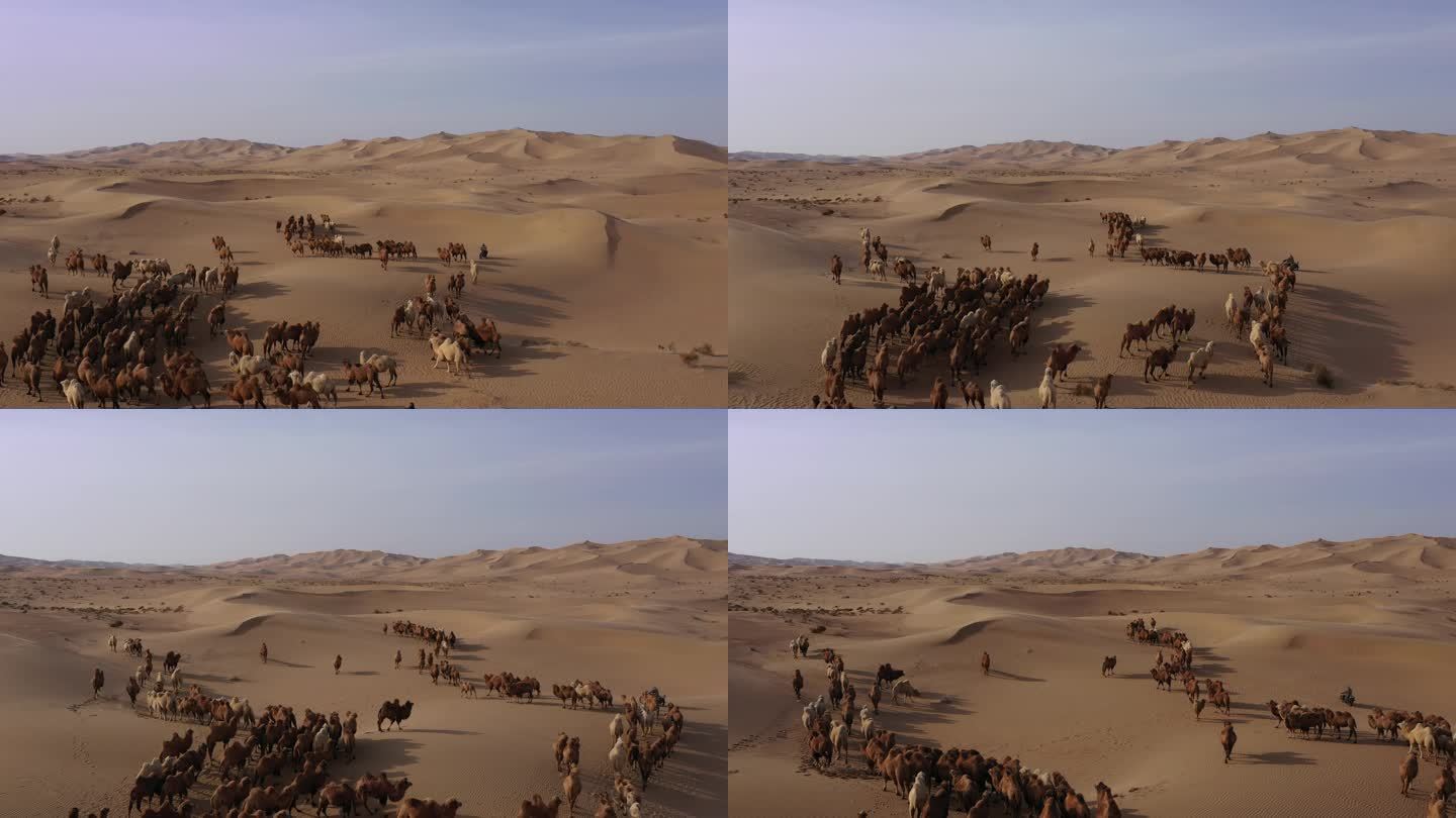 转场骆驼 沙漠 阿拉善骆驼  游牧 骆驼