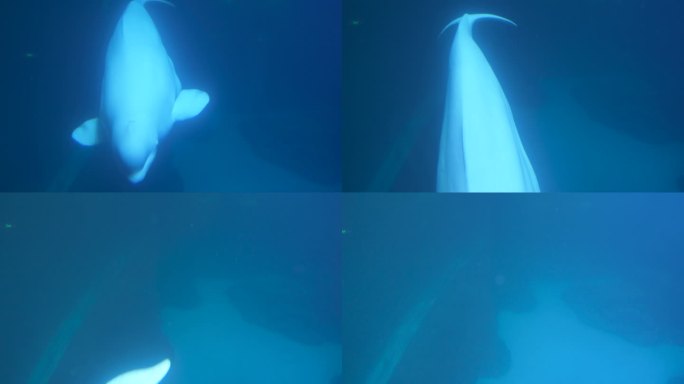 白鲸在水下游动