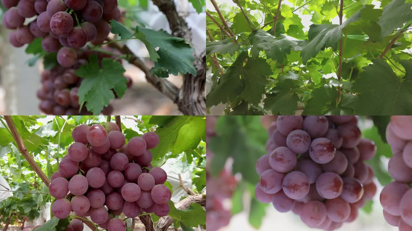 农业葡萄种植园实拍素材