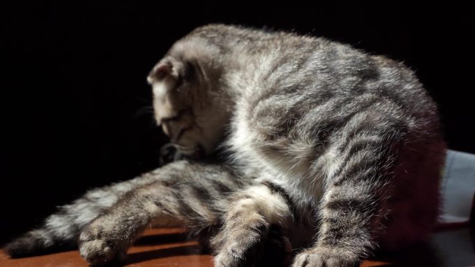 狸花猫 慵懒的小猫 晒太阳 猫吃猫粮
