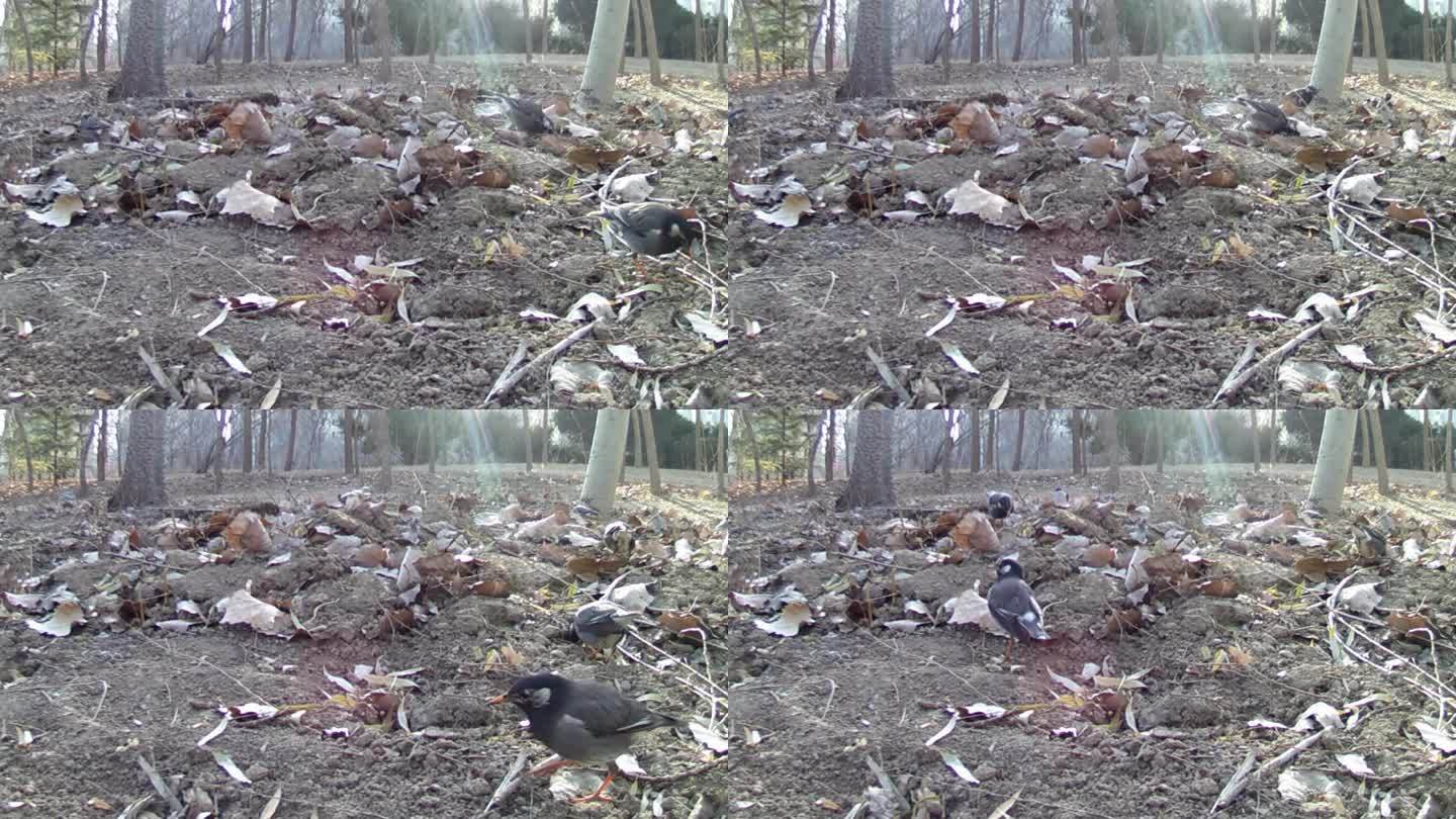 红外相机 城市 公园 灰椋鸟群觅食