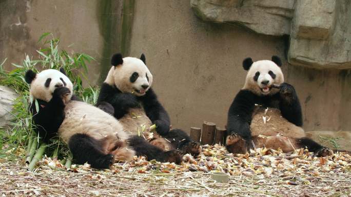 三只国宝大熊猫排排坐吃竹子特写
