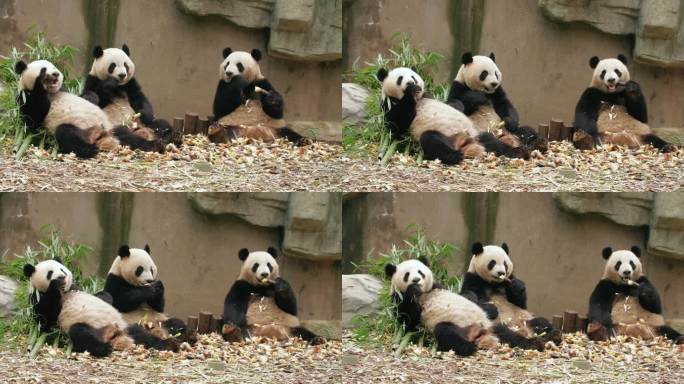三只国宝大熊猫排排坐吃竹子特写