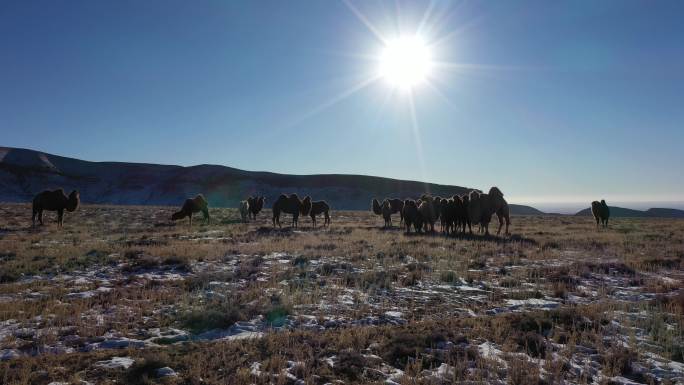 自然景色 天然草原畜牧业 骆驼