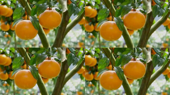 水果-橘子-桔子-丰收
