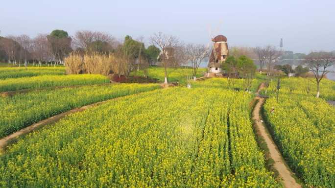 武汉东湖万国公园油菜花海