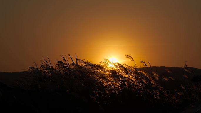 傍晚 芦苇 野草 晚风 夕阳